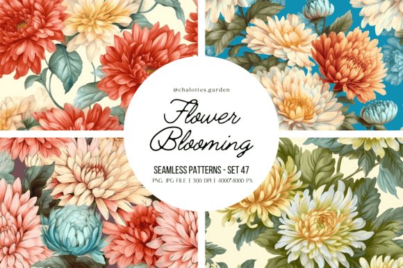 Chrysanthemums Blooming Patterns